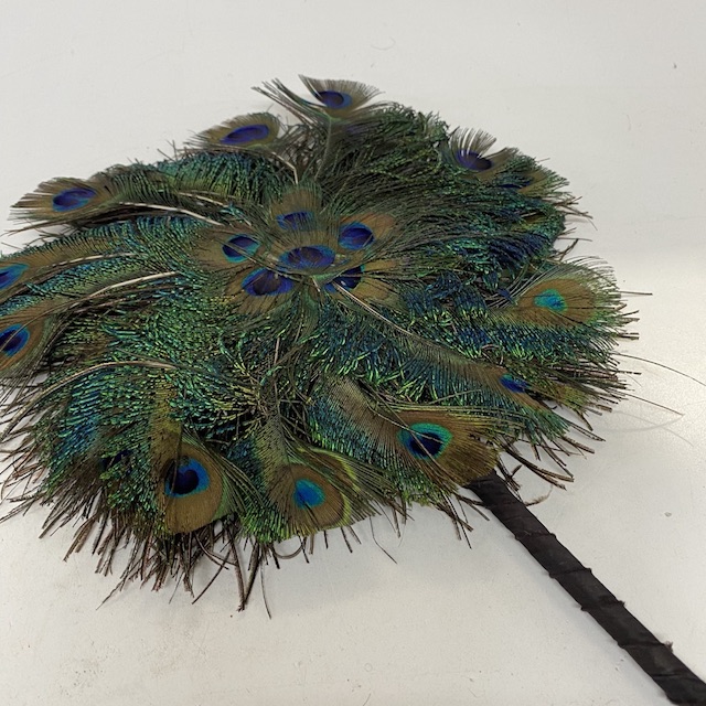 FAN, Peacock Feather